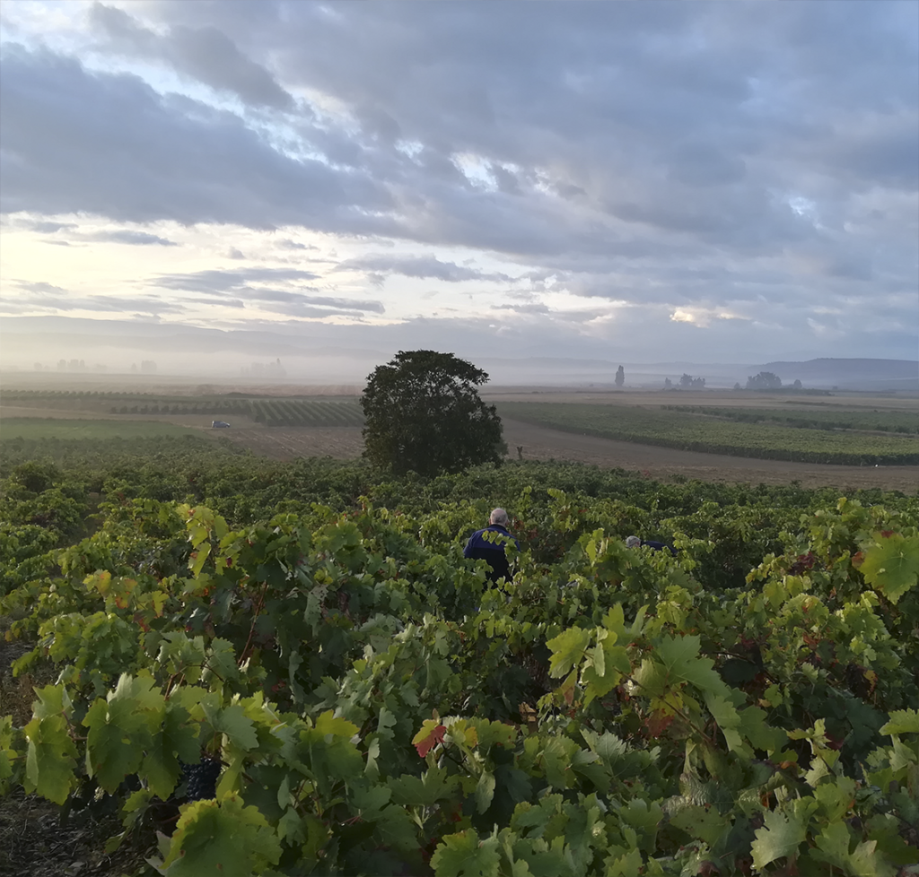 viñedo la rioja 1024x978 - LA ROUTE DES VINS