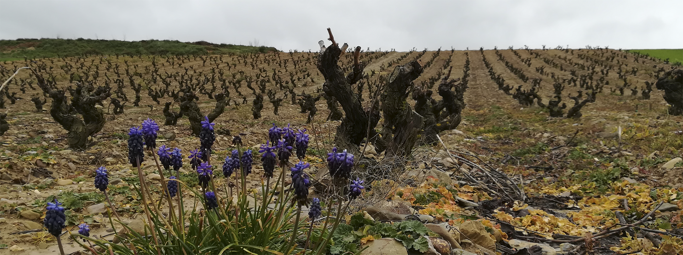 viñedo la rioja alta - WINE ROUTE