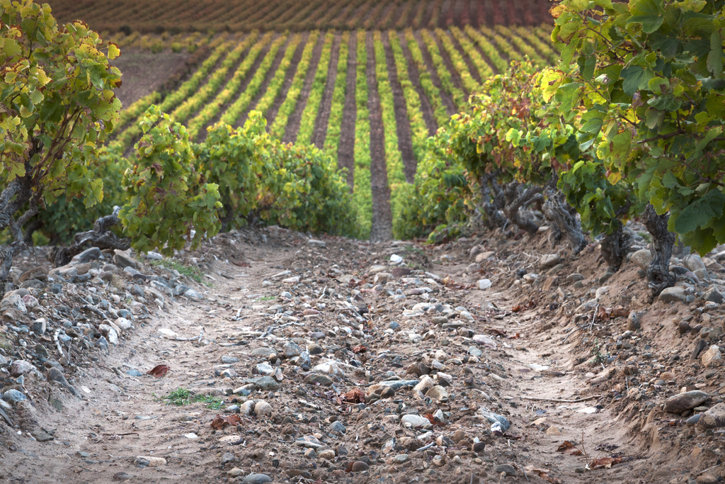 viñedos otoño 3 - La ruta del vino